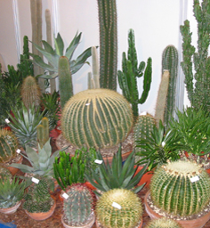 Cactus Various