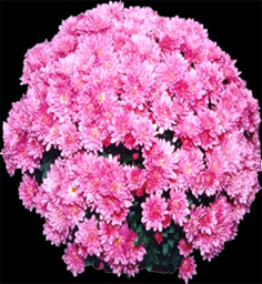 Chrysanthemum Kaleido Pink