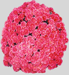 Chrysanthemum Kaleido Red