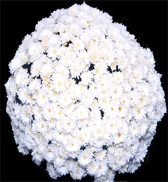 Chrysanthemum Kaleido White