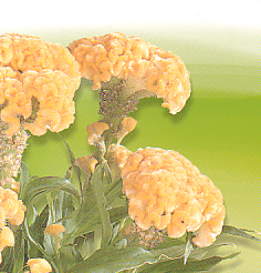 Cut flowers Celosia Argentea