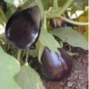 Eggplant Marian