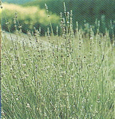 Herbs and Grasses Lavendel Spica