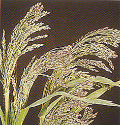 Herbs and Grasses Panicum Violaceum