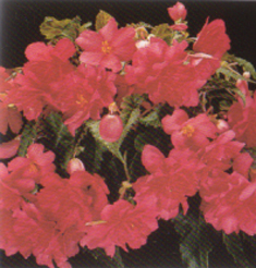 Pot and Bedding Plants Begonia Pendula Show Angels Rose