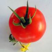 Tomato Greenhouse Marlow