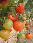 Tomato Greenhouse Morris